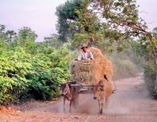 Sdostasien, Kambodscha: Expedition ins unbekannte Land der Khmer - Ein Heuwagen